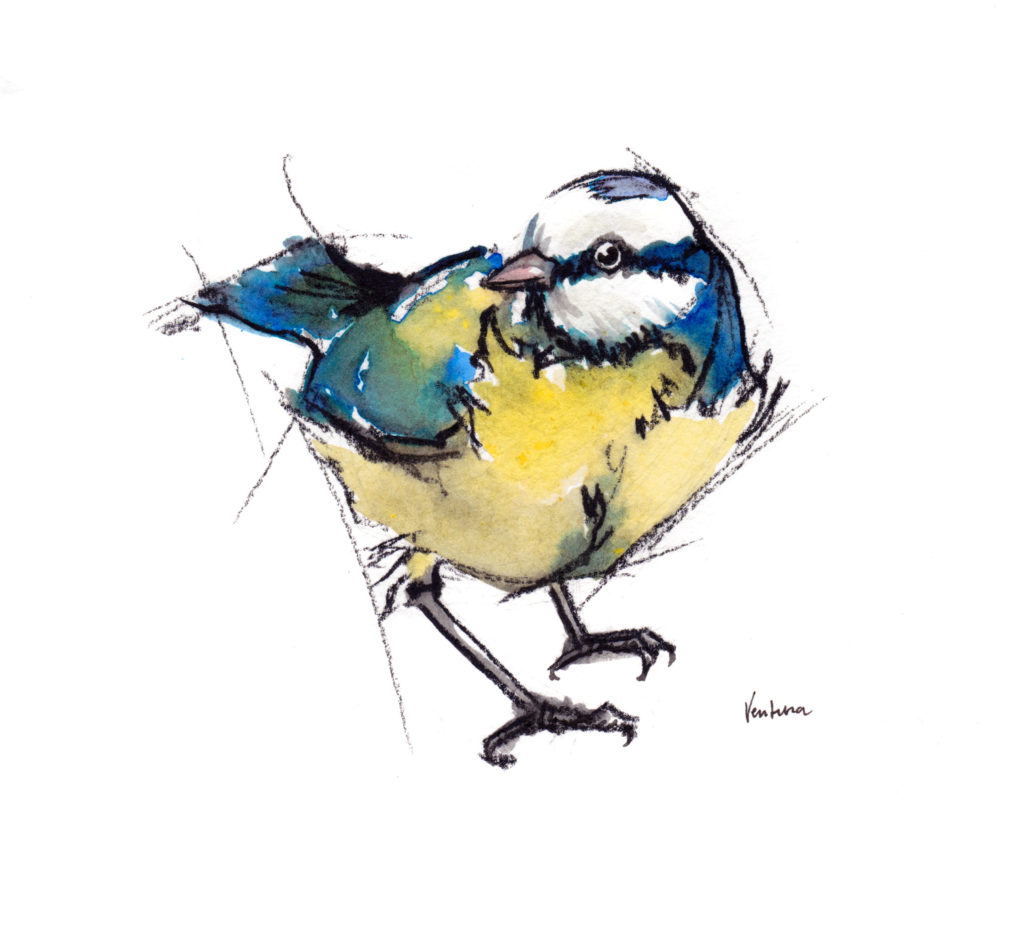 blue tit, bird, illustration, original, print, cards, charcoal,
