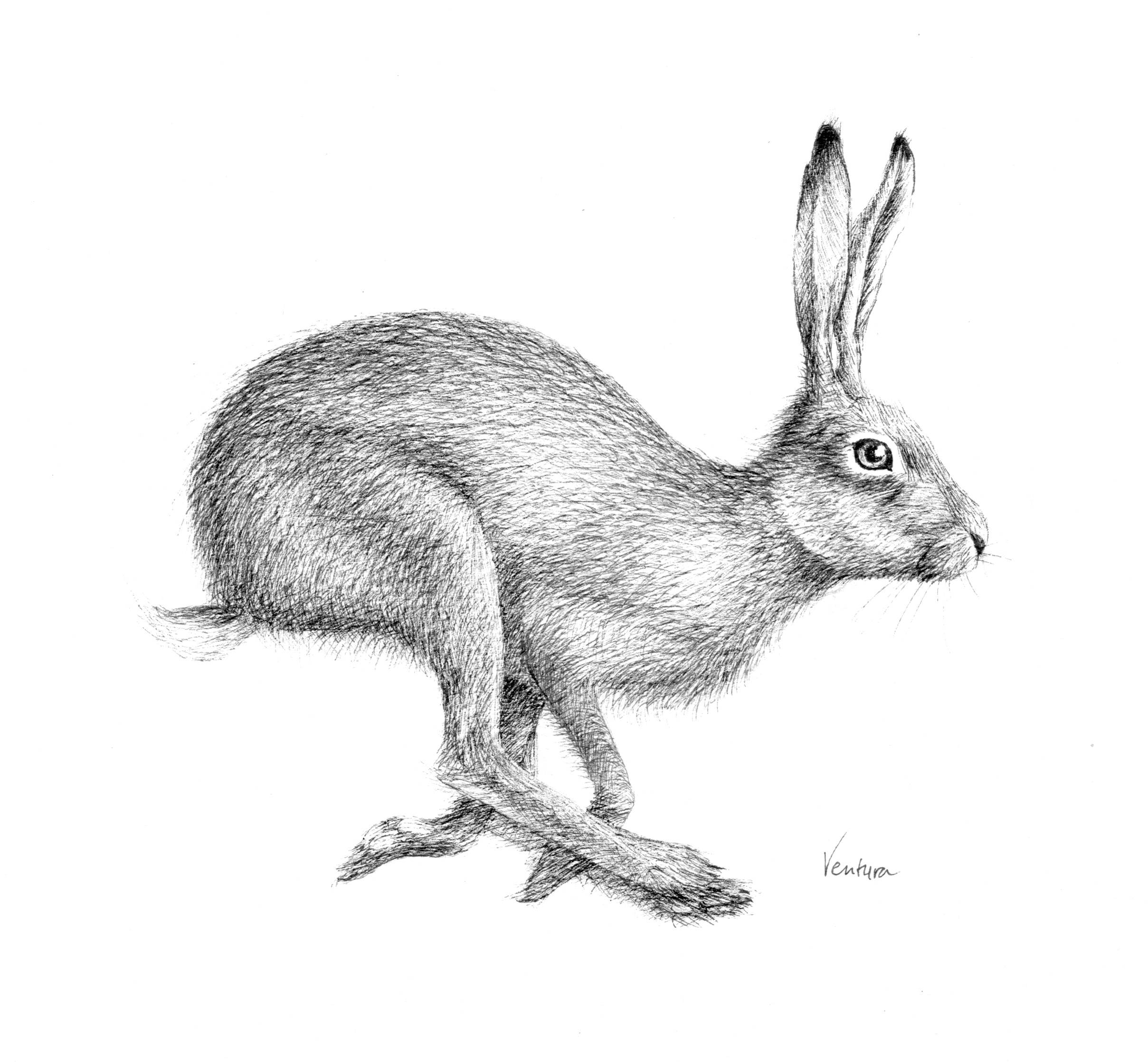 hare, running, wildlife, ink, drawing,