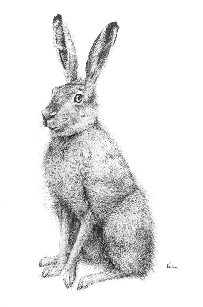 winter, hare, wildlife, devon, rural, drawing, ink, illustration, Anna Ventura, artist